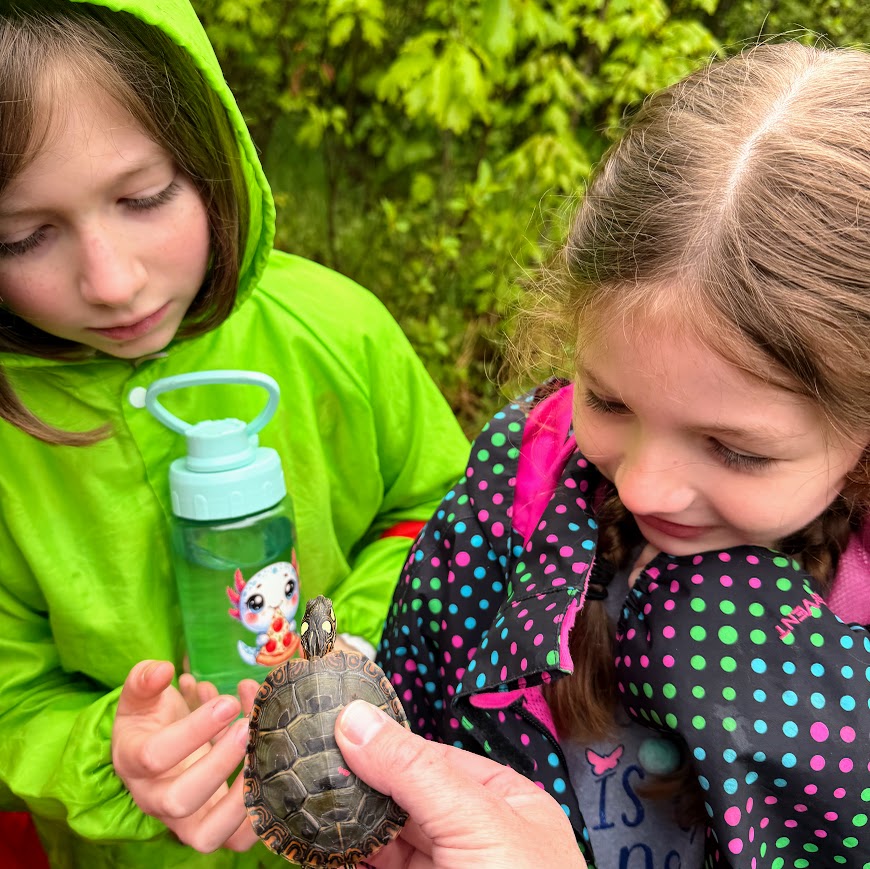 Students say goodbye to a painted turtle they helped raised. 
